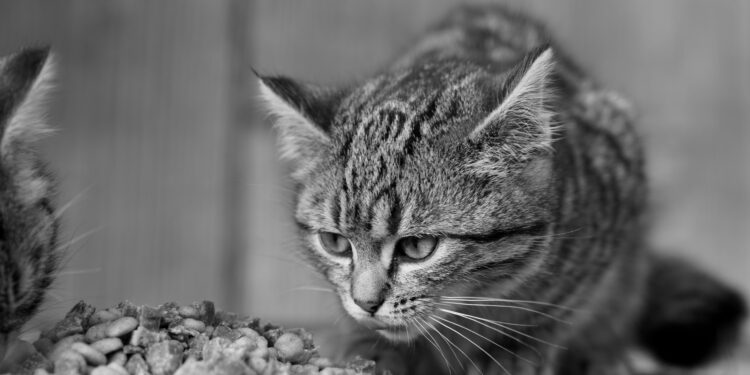 Understanding Cat Wellness Nutrition Basics: A Guide to Healthier Feline Diets