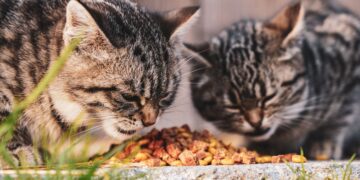 Top Benefits of Cat Food for Hairball Control: What You Need to Know