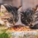 Top Benefits of Cat Food for Hairball Control: What You Need to Know