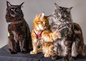 Small Allergy Friendly Cats for Families: The Ultimate Guide