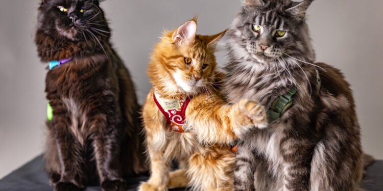 Small Allergy Friendly Cats for Families: The Ultimate Guide