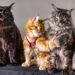 Small Allergy Friendly Cats for Families: The Ultimate Guide