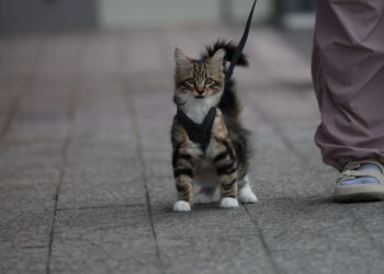 Discover the Best Easy Care Hypoallergenic Cats for Busy Pet Owners