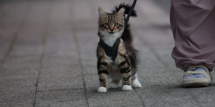 Discover the Best Easy Care Hypoallergenic Cats for Busy Pet Owners