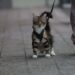 Discover the Best Easy Care Hypoallergenic Cats for Busy Pet Owners